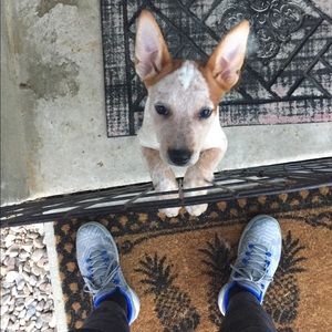 Meet your Posher, Carter